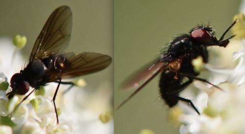 Hebecnema sp.